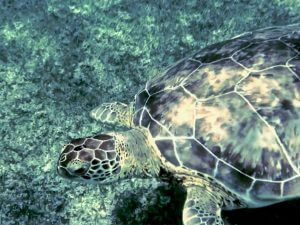 swimming with sea turtles in akumal mexico is one of the most fun adventures in the riviera maya