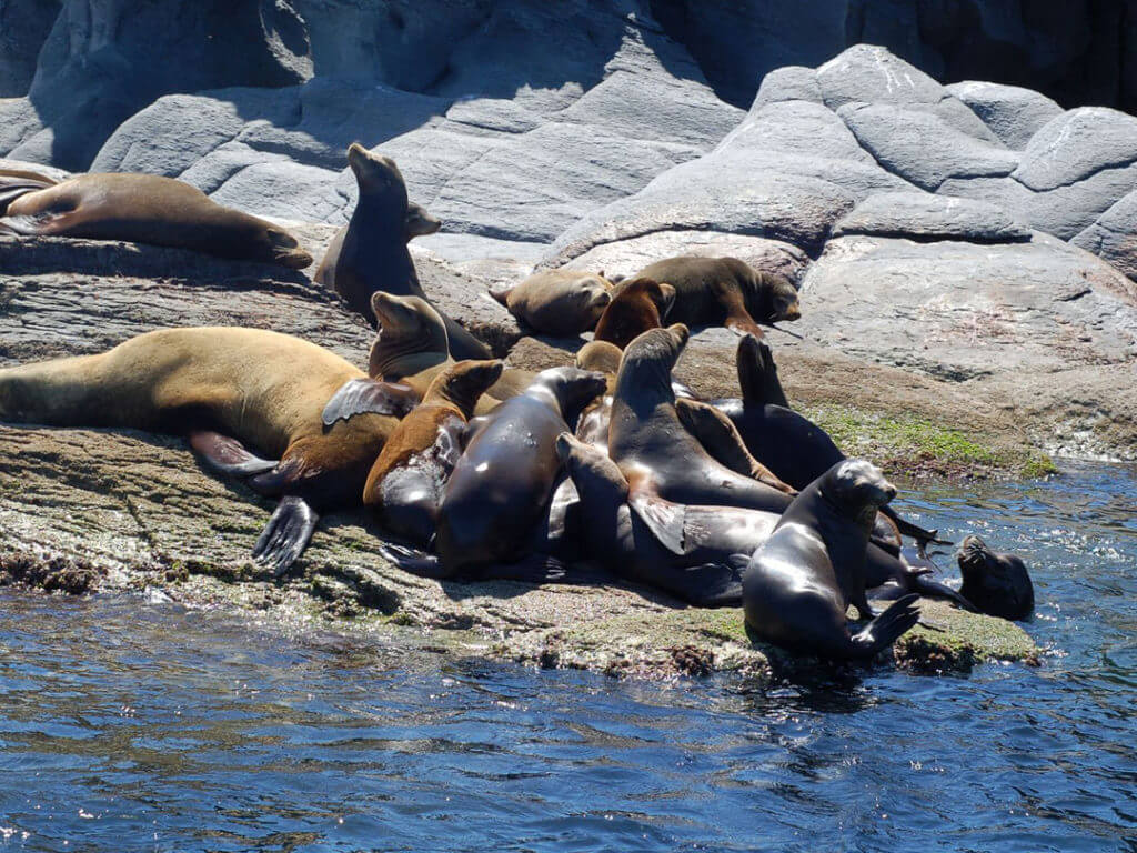 sea lions on a rock in the Sea of Cortez, Baja California