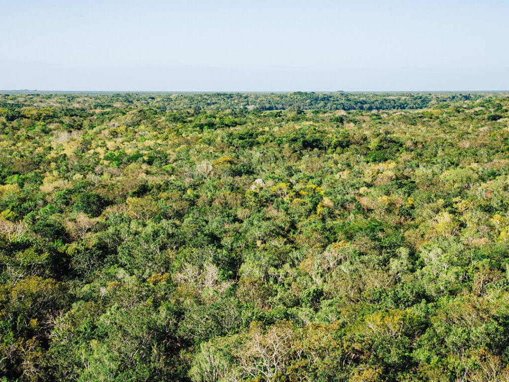 View of the jungle from above at the Coba Ruins in Mexico