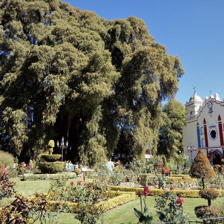 the El Árbol de Tule sits next to a blue and white church and a manicured garden outside Oaxaca City, Mexico