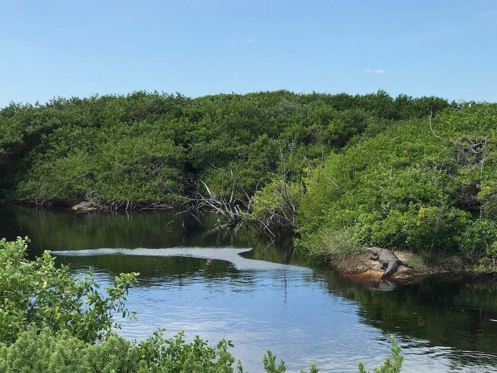 a large crocodile suns itself on a rock in a mangrove on Cozumel Island