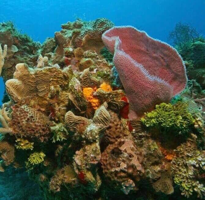 Coral reef seen scuba diving