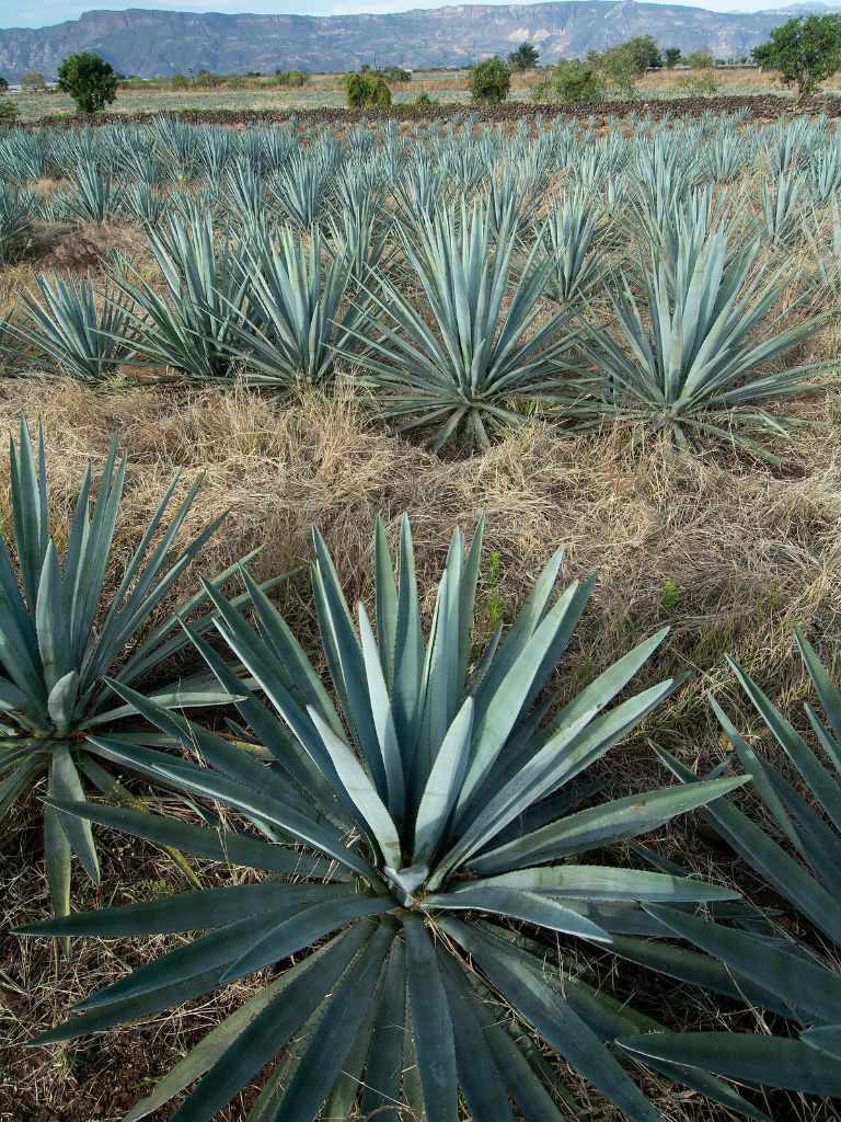 blue agave plants in rows with rolling hills in the background, outside Tequila, Jalisco in central Mexico