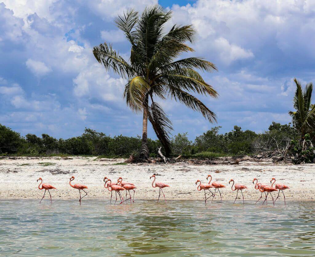 10 Best Things To Do In Mérida: Janine In The World'S Travel Guide To Mérida, Mexico Group of flamingos wading in celestún, méxico, surrounded by lush greenery and calm waters.