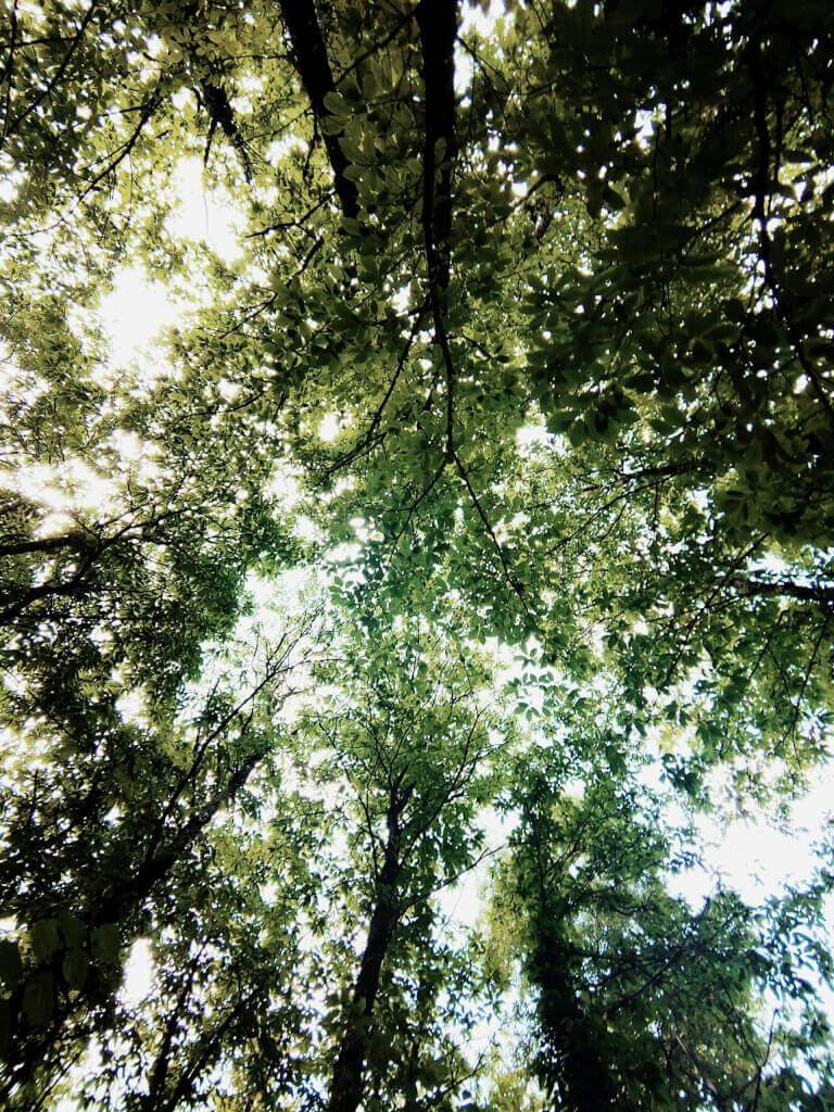 Why Is Mexico Among The Best Places To Go For A Trip Of Spiritual Healing? Serene view of a lush jungle canopy in tulum that is involved in traditional spiritual healing in mexico.