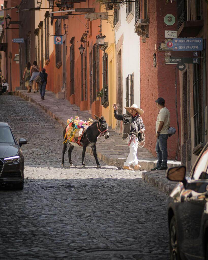 A cobblestone street with a decorated donkey in san miguel de allende, mexico
