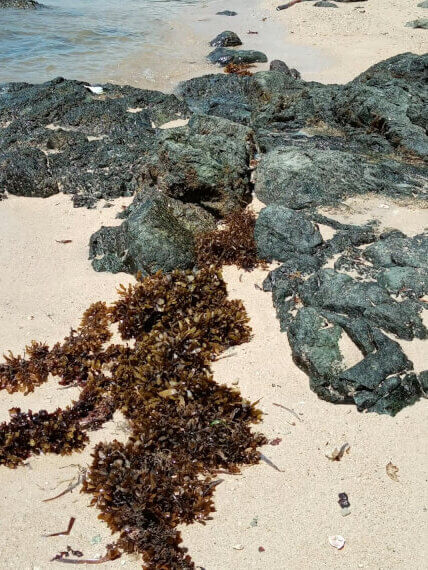Beautiful beach scene with rocks and saragassum on a sunny day in playa del carmen